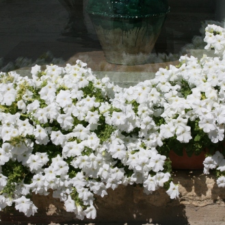 I fiori bianchi ~ white flowers